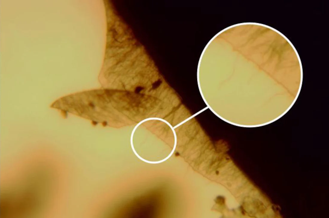 Carbon nanotubes in composite material under microscope